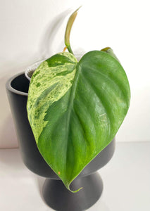 Philodendron Hederaceum Variegated - 13