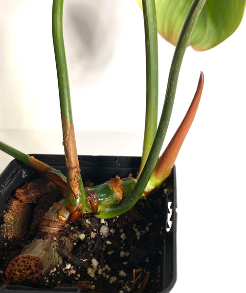 Philodendron Gloriosum - 15