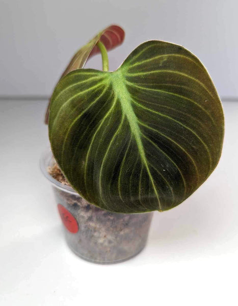 Philodendron El Choco Red - JEC