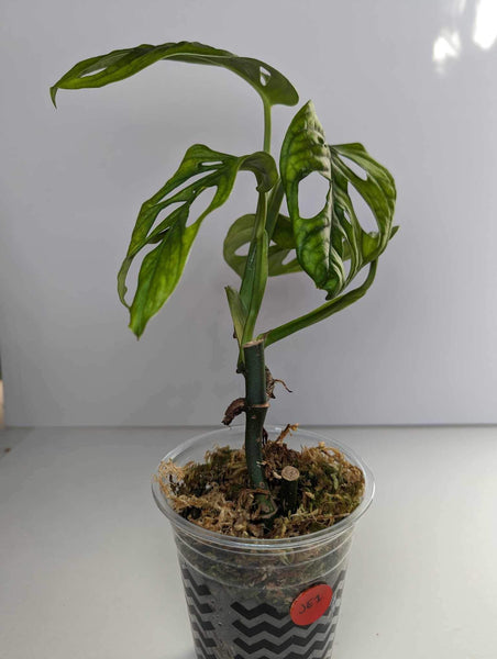 Philodendron Esqueleto - JE1