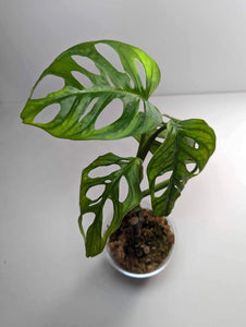 Philodendron Esqueleto - JE1