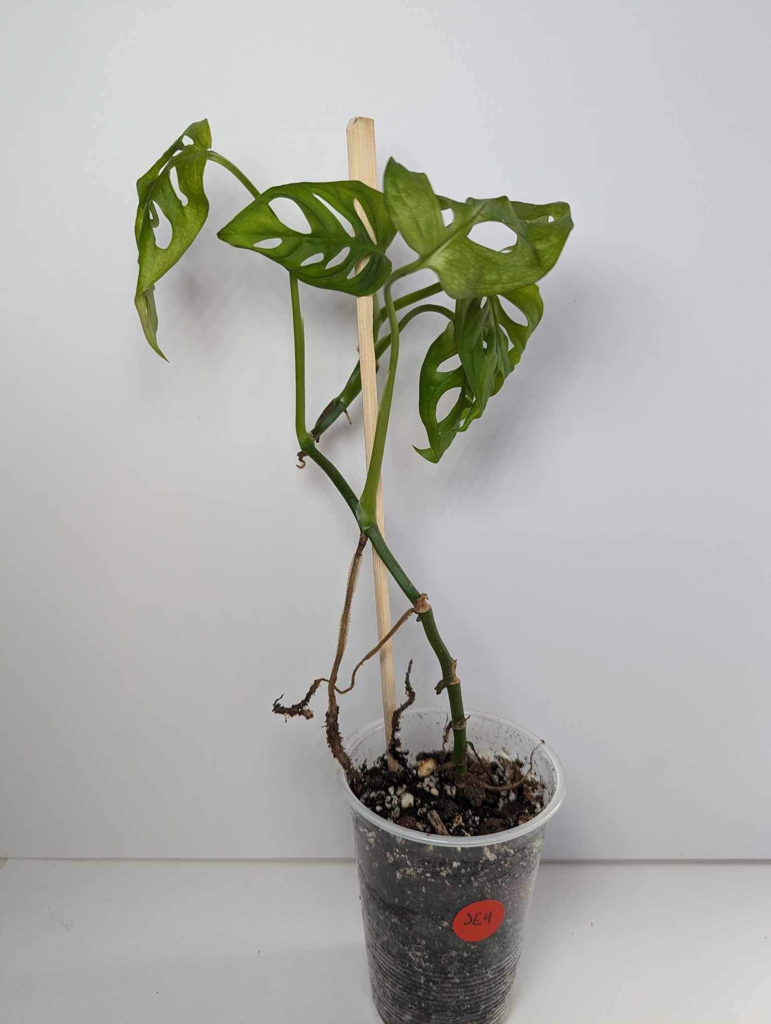Philodendron Esqueleto - JE4