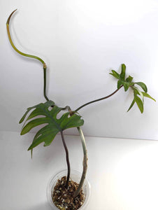 Philodendron Mayoi - JPM