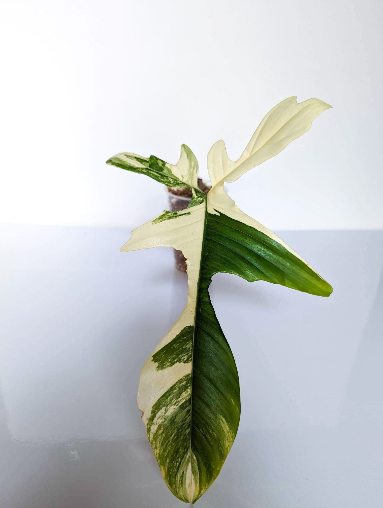 Philodendron Florida Beauty - FB2