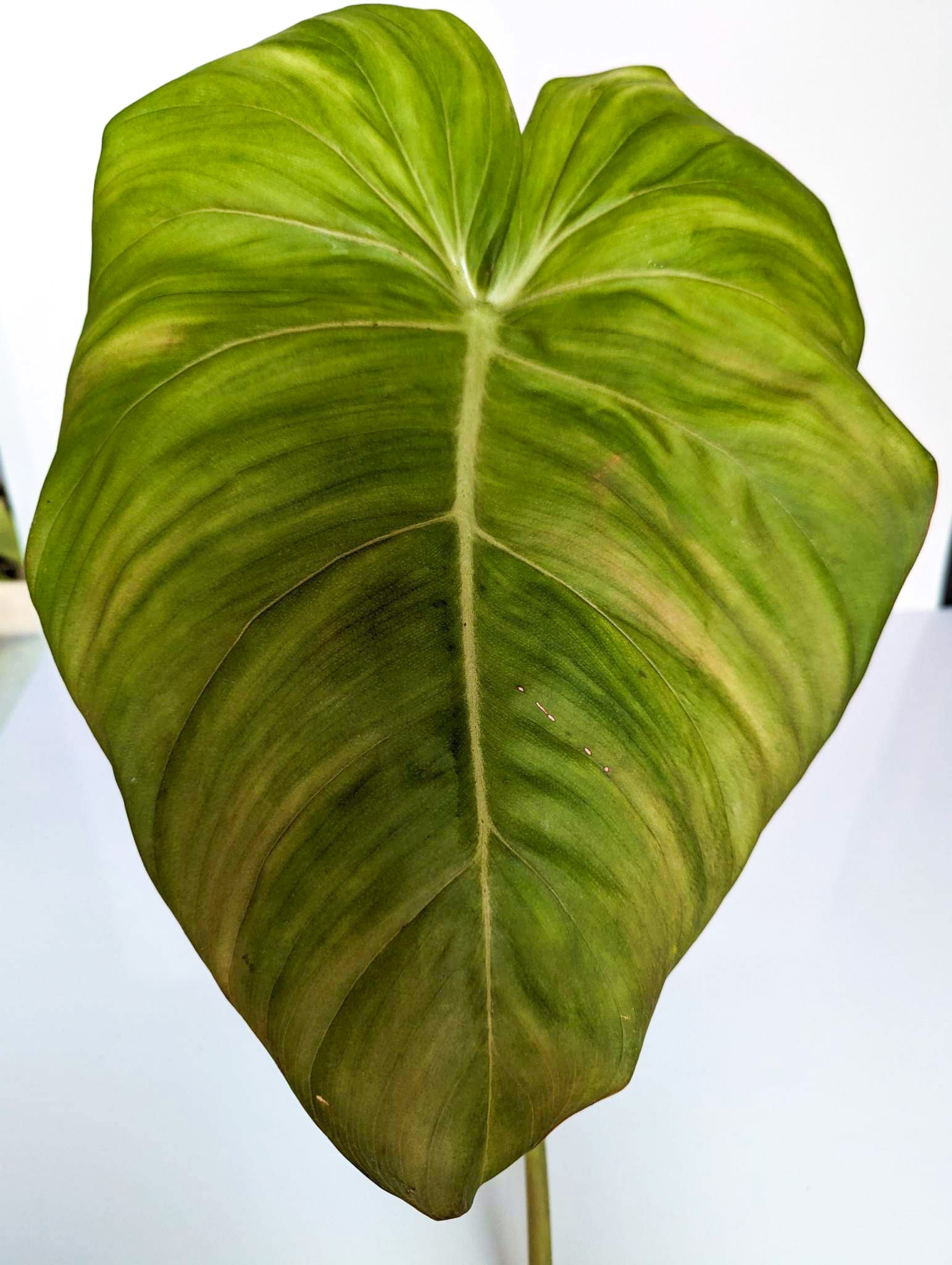 Philodendron McDowell- JMD2