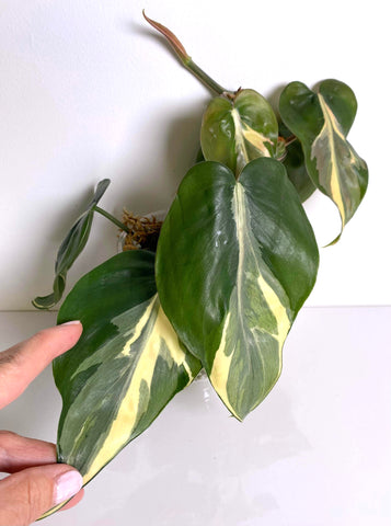 Philodendron Hederaceum Rio XXL - A