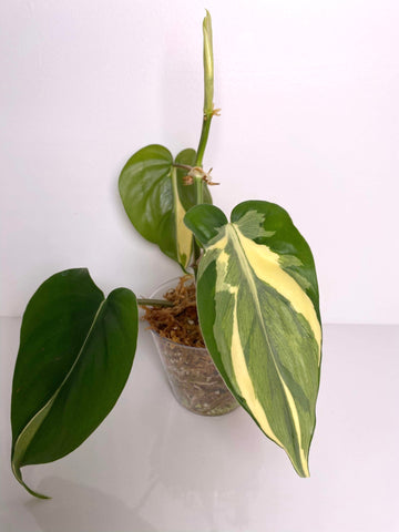 Philodendron Hederaceum Rio XXL - C