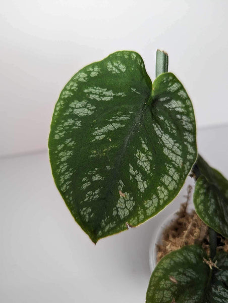 Monstera Dubia - MD1