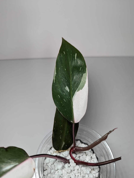 Philodendron Red Anderson - RA1
