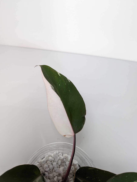 Philodendron Red Anderson - RA1