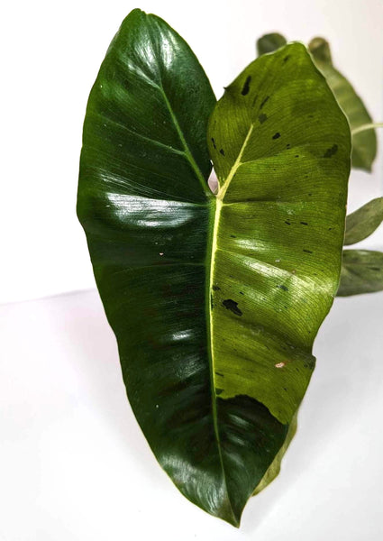 Philodendron Burle Marx Mint - BM1