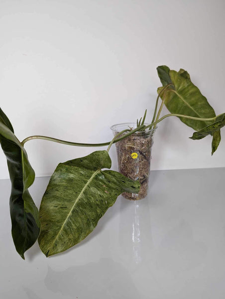 Philodendron Burle Marx Mint - BM1