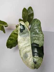 Philodendron Burle Marx Mint - BM1