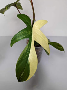 Philodendron Florida Beauty - FB