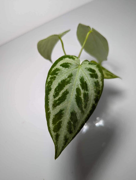 Anthurium Silver Blush - AS1