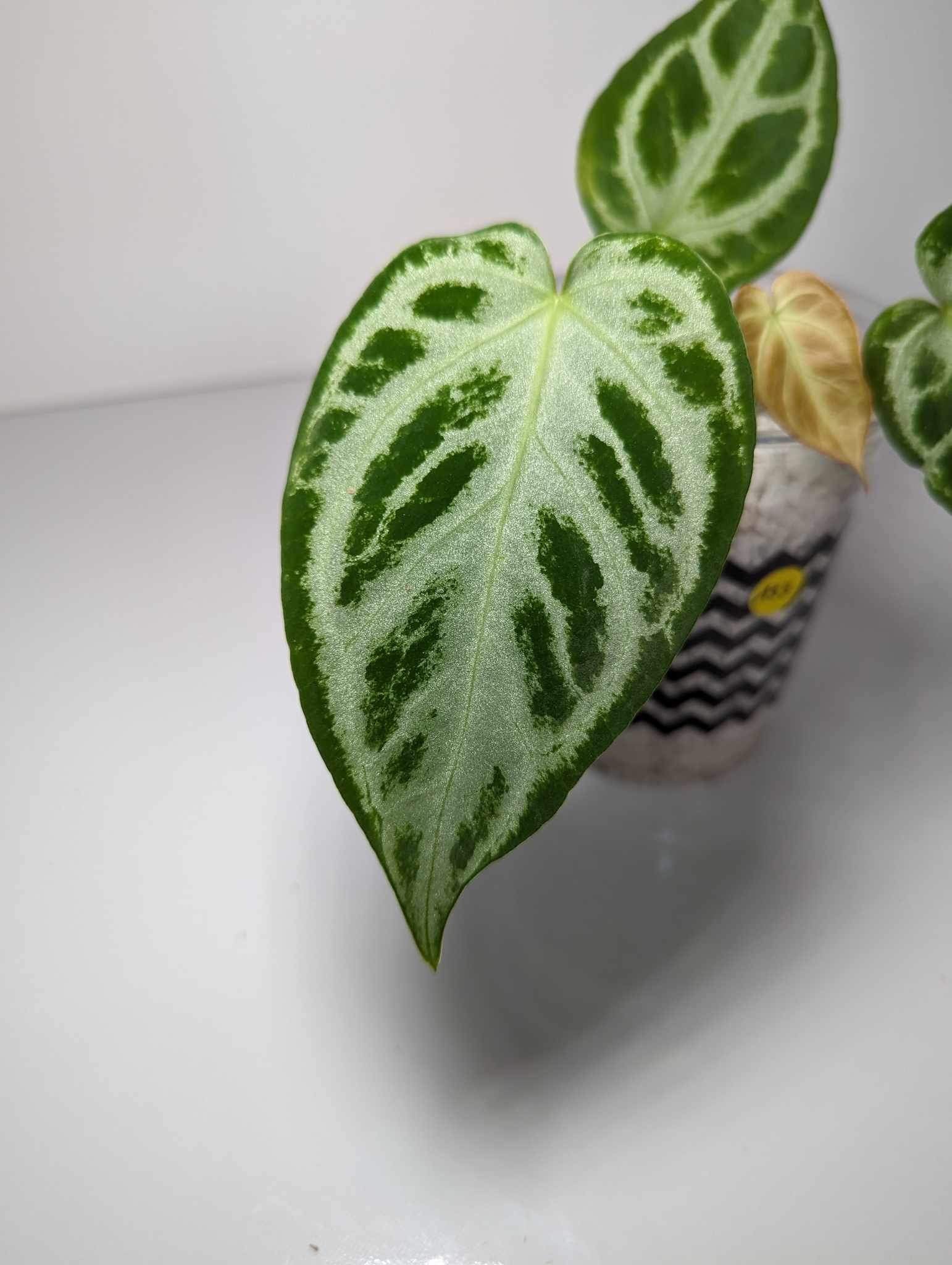 Anthurium Silver Blush - AS3