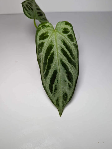 Anthurium Silver Blush - AS4