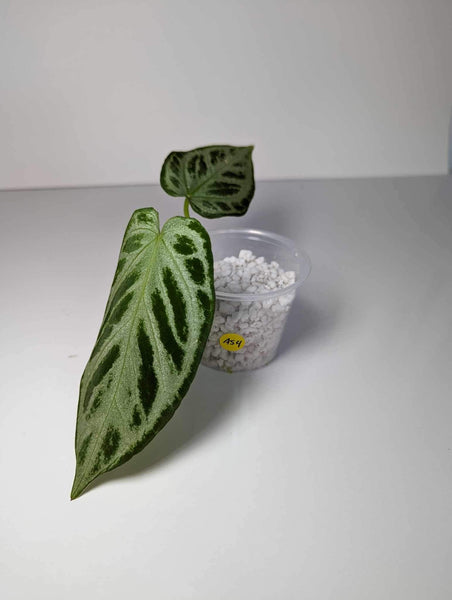 Anthurium Silver Blush - AS4