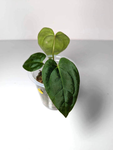 Anthurium Dark Phoenix- ADP2
