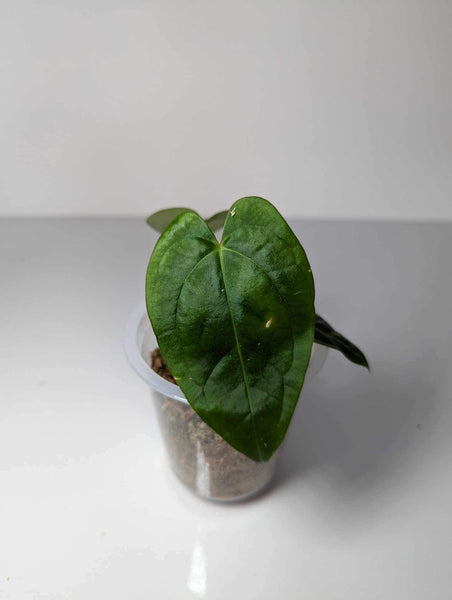 Anthurium Dark Phoenix- ADP2
