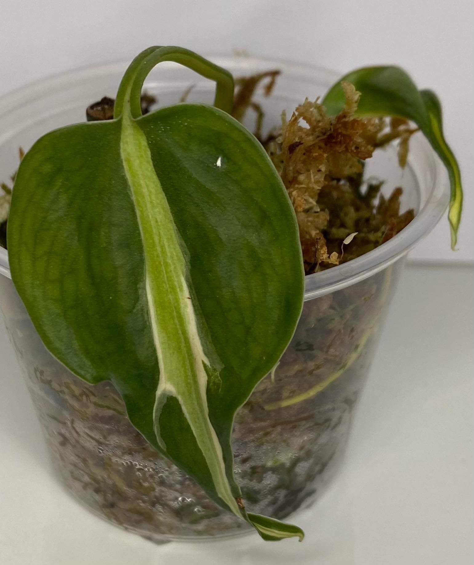 Philodendron Hederaceum SilverStripe -J28