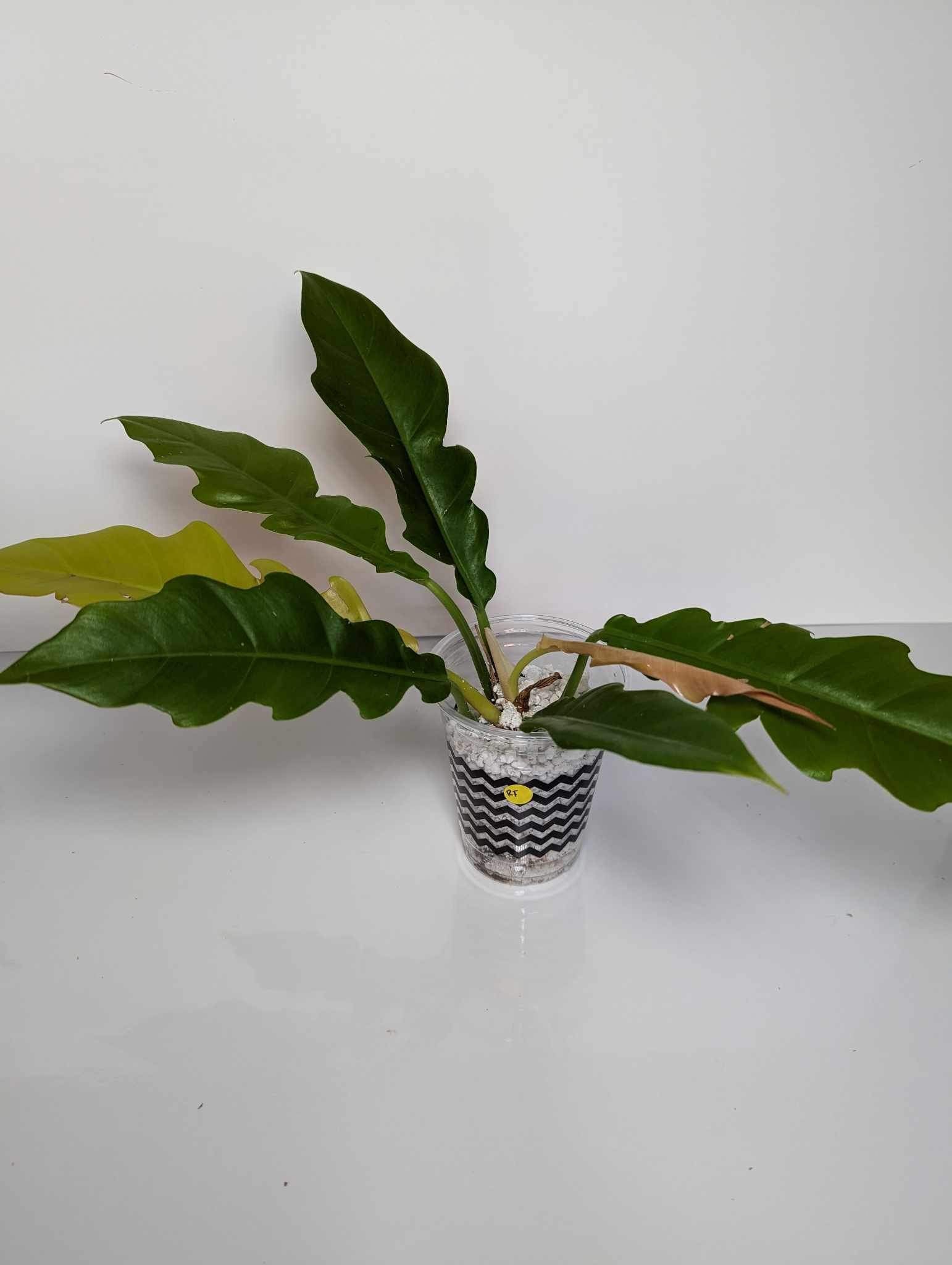 Philodendron ring of fire reverted- RF