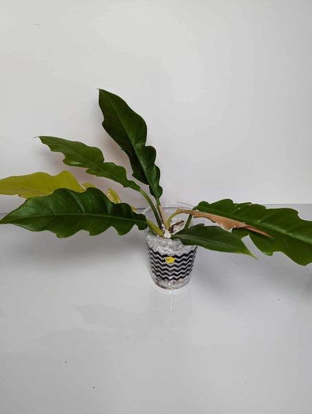 Philodendron ring of fire reverted- RF