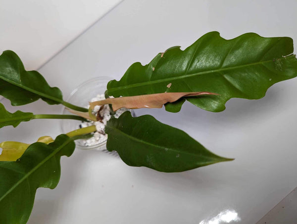 Philodendron ring of fire reverted- RF