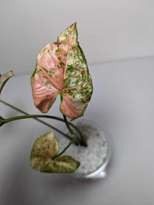Syngonium Pink Freckles- SPF4