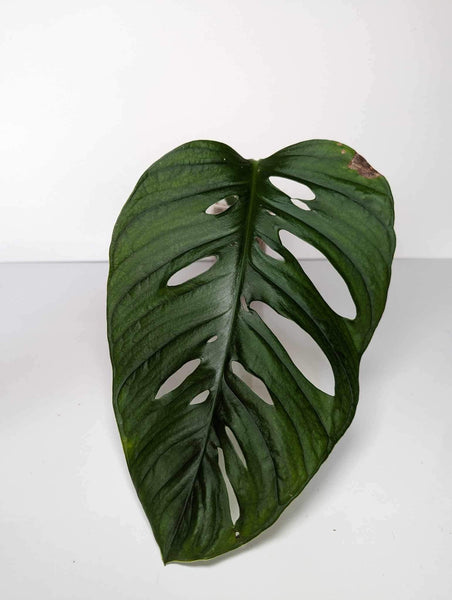 Monstera Esqueletto - ME5