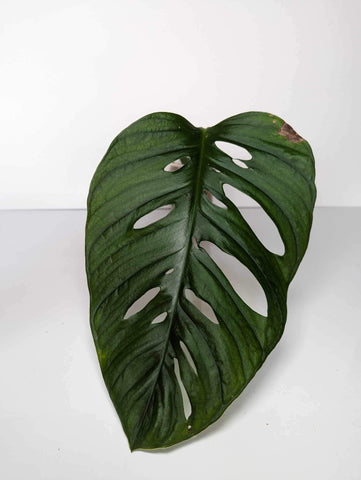 Monstera Esqueletto - ME5