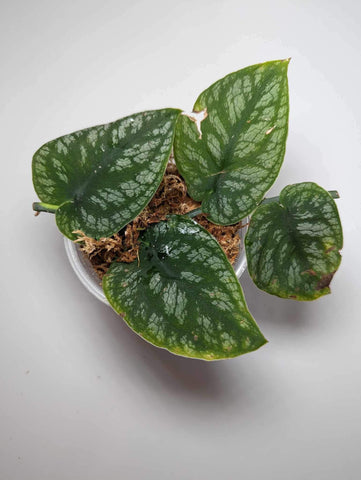 Monstera Dubia - MD3