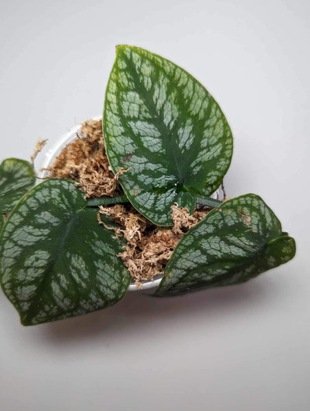 Monstera Dubia - MD3