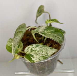 Epipremnum Marble-J31