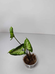 Syngonium Godzilla - SG2