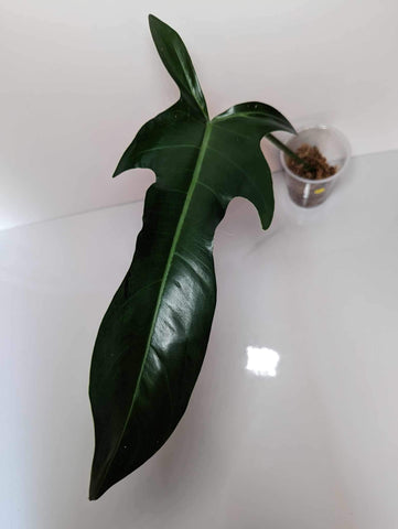 Philodendron Jerry Horn - JH1