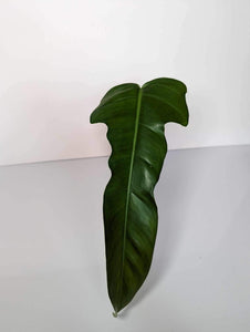 Philodendron Jerry Horn - JH2