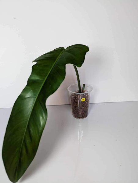 Philodendron Jerry Horn - JH2