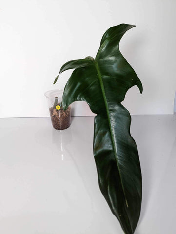 Philodendron Jerry Horn - JH3