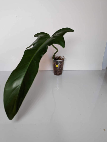 Philodendron Jerry Horn - JH4