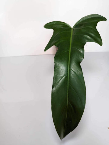Philodendron Jerry Horn - JH4