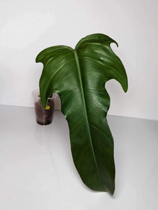 Philodendron Jerry Horn - JH5