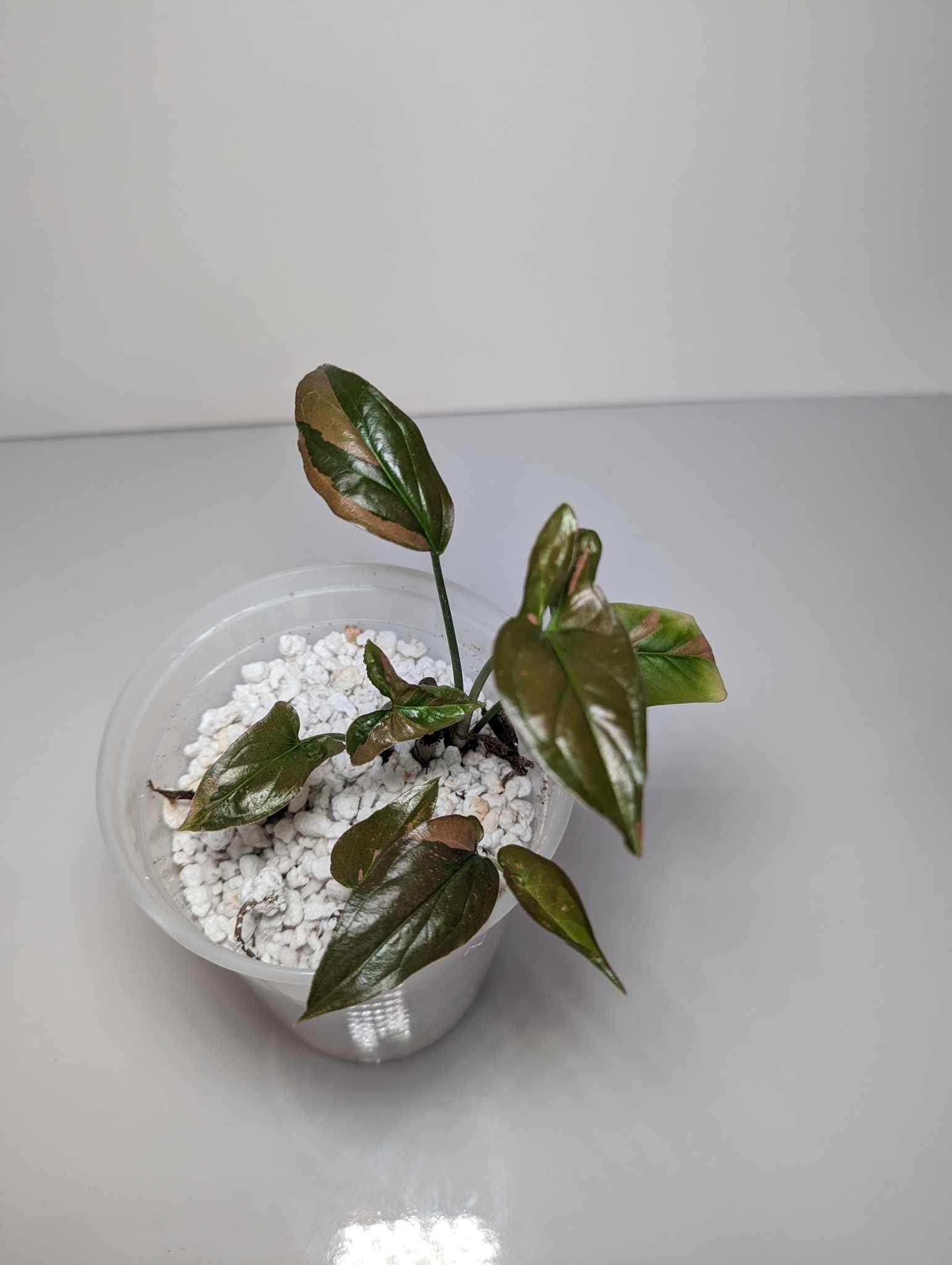 Syngonium Pink Splash - SPS1