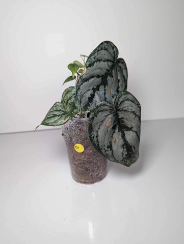 Philodendron Brandtianum - B1