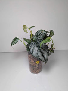 Philodendron Brandtianum - B3