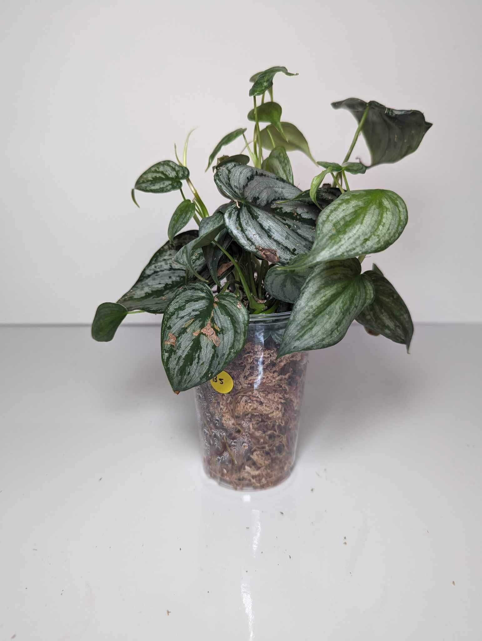 Philodendron Brandtianum - B5