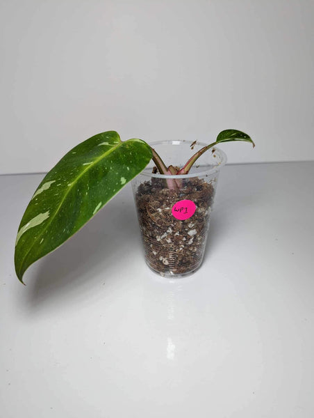 Philodendron White Princess - WP2