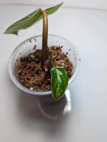 Philodendron White Princess - WP2