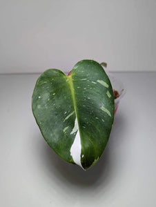 Philodendron White Princess - WP2