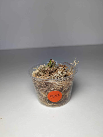 Anthurium Papillilaminum x Black Sweet (WETSTICK) - PBS2